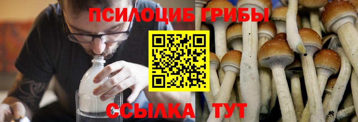 Галлюциногенные грибы Psilocybine cubensis  Псилоцибиновые грибы мицелий  Вход с VPN  Тавда 